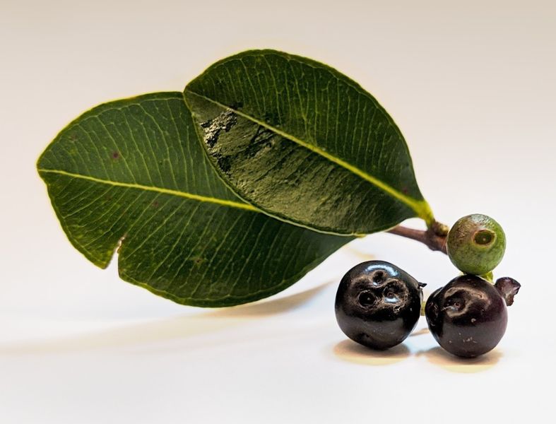 Arquivo:Açaí.jpg