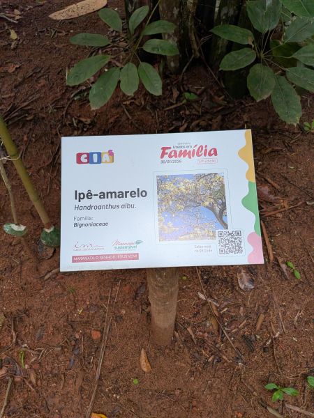 Arquivo:Ipe-amarelo.jpg